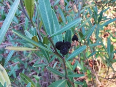 Cneorum tricoccon