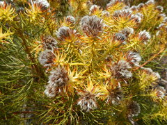 Serruria phylicoides