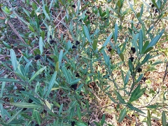 Cneorum tricoccon