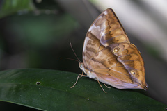 Zeuxidia amethystus amethystus
