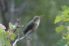 Selasphorus platycercus