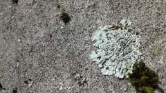 Physcia magnussonii