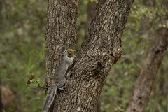 Sciurus arizonensis