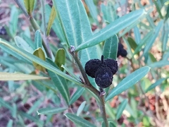Cneorum tricoccon