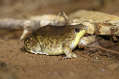 Hemisus marmoratus