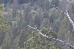 Selasphorus platycercus