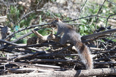Sciurus arizonensis