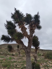 Yucca valida