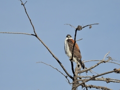 Geranoaetus polyosoma