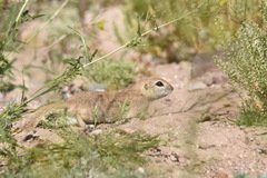 Xerospermophilus tereticaudus