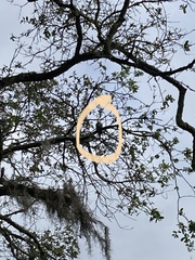 Nymphicus hollandicus