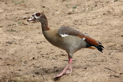 Alopochen aegyptiaca