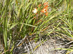 Pillansia templemannii