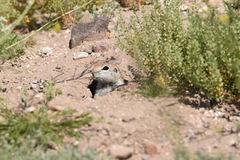Xerospermophilus tereticaudus