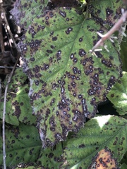 Phragmidium violaceum