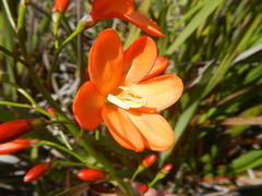 Pillansia templemannii