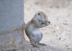 Xerospermophilus tereticaudus