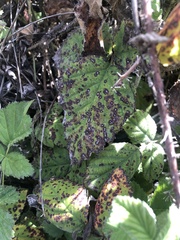 Phragmidium violaceum