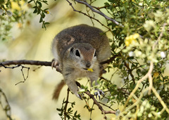 Xerospermophilus tereticaudus