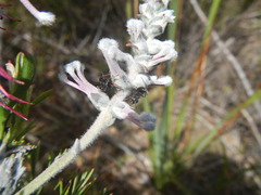 Myrmicaria nigra