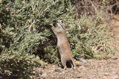 Xerospermophilus tereticaudus