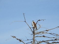 Geranoaetus polyosoma