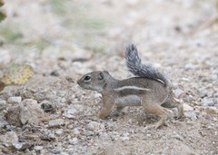 Ammospermophilus harrisii