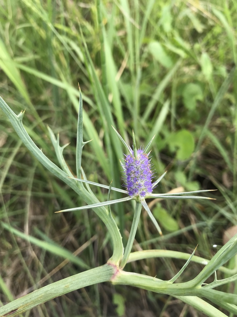 Long Eryngium