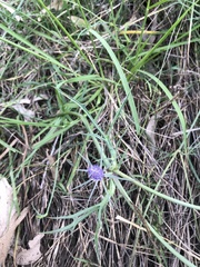 Eryngium paludosum