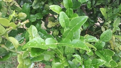 Citrus hystrix