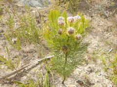 Serruria phylicoides