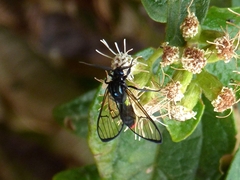 Argyroeides ophion