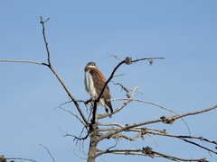 Geranoaetus polyosoma