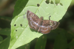 Quadrus cerialis
