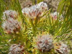 Serruria phylicoides