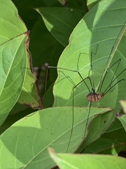 Leiobunum