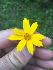 Coreopsis pubescens