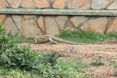 Varanus niloticus