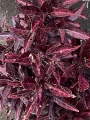 Carpobrotus chilensis