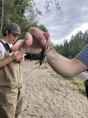 Pacifastacus leniusculus