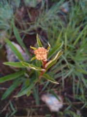 Helichrysum nudifolium