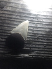 Carcharodon carcharias