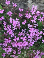 Saponaria ocymoides