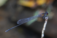 Prodasineura verticalis