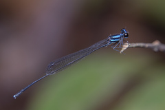 Prodasineura collaris