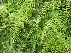 Gleichenia polypodioides