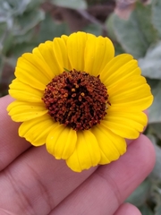 Encelia palmeri