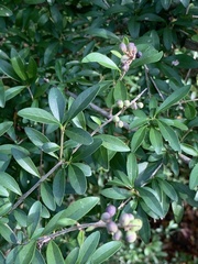 Ligustrum quihoui