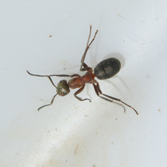 Formica sanguinea