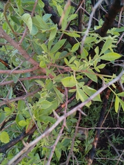 Searsia pyroides